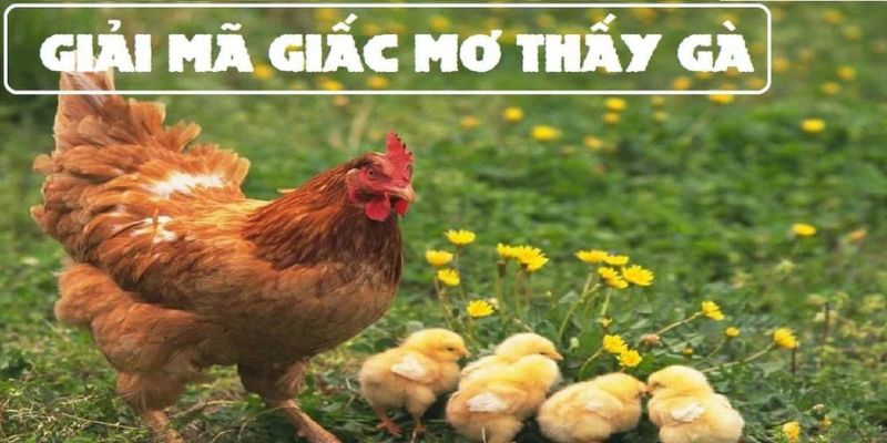 Lý giải những giấc mơ thấy gà mái