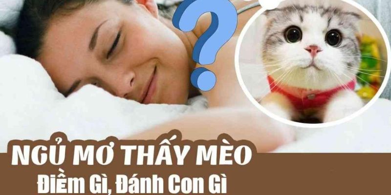 mơ thấy mèo phụ nữ